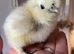 USA silkies