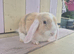 BEAUTIFUL MINI LOP BABIES- READY NOW!