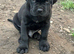 Cane Corso Puppies &ndash; 3 Females & 1Males