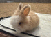 Angora bunnies