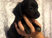 5 beautiful Chiweenies