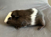 Two baby boy brother guinea pigs