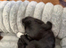 Puppies for sale