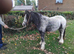 5 year old gelding cob