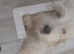 Havanese 5 week old puppy