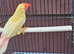Starfinch