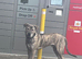 Cane corso cross