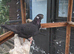 Tumbler pigeon female