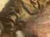 Male tabby kitten