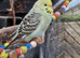 3x budgies 8.5 weeks old £40 each