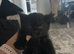 Kittens for sale