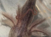 Axolotls for sale collection only