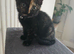 Female fully vaccinated tortishell