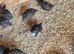 Baby cortinux quail