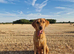 Fox red labradors