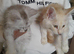 XXL Maine Coon Kittens.