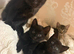 2 Black Girl Kittens