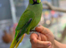 Ring neck parrot