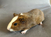 Two baby brother guinea pigs