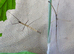 Cat Tien Stick Insect Eggs (Lobofemora Scheirei) Approx. 5-10