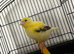 Variegated fife cock canary