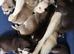 Puppies Siberian husky