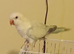 White &blue male quaker semi tame