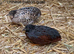 Various quail chicks and adults