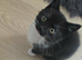 3 Male Kittens Lokking for a New Home 1 Fluffy black left