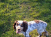 Male cocker spaniel loki