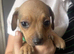 Dachshund cross jack russell puppies
