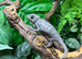 Red Bar Male Panther Chameleons at Birmingham Reptiles