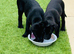 KC registered black Labrador puppies