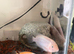 Convict cichlids