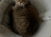 Maine Coon cat for sale