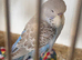 Baby budgies available