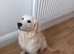 Golden retriever female