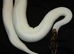 Various Ball Pythons Available (Cheap) Pied/Banana/Yellowbelly