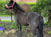 FOR PERMANENT COMPANION LOAN mare 12hh
