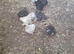Young pekin chicks