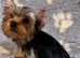Gorgeous tiny Yorkshire terrier boy
