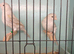 New Colour Canaries Yellow