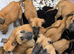 Belgian malinois puppies