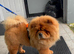 Fozzy Bear is up for stud