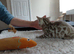Male Bengal snow kitten