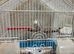 Budgie