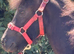 Standard Shetland Gelding Yearling