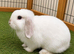 Female rabbit for sale