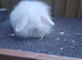 Lop lionheads male
