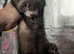 Baby (Jill's only ) PET ferrets READY NOW